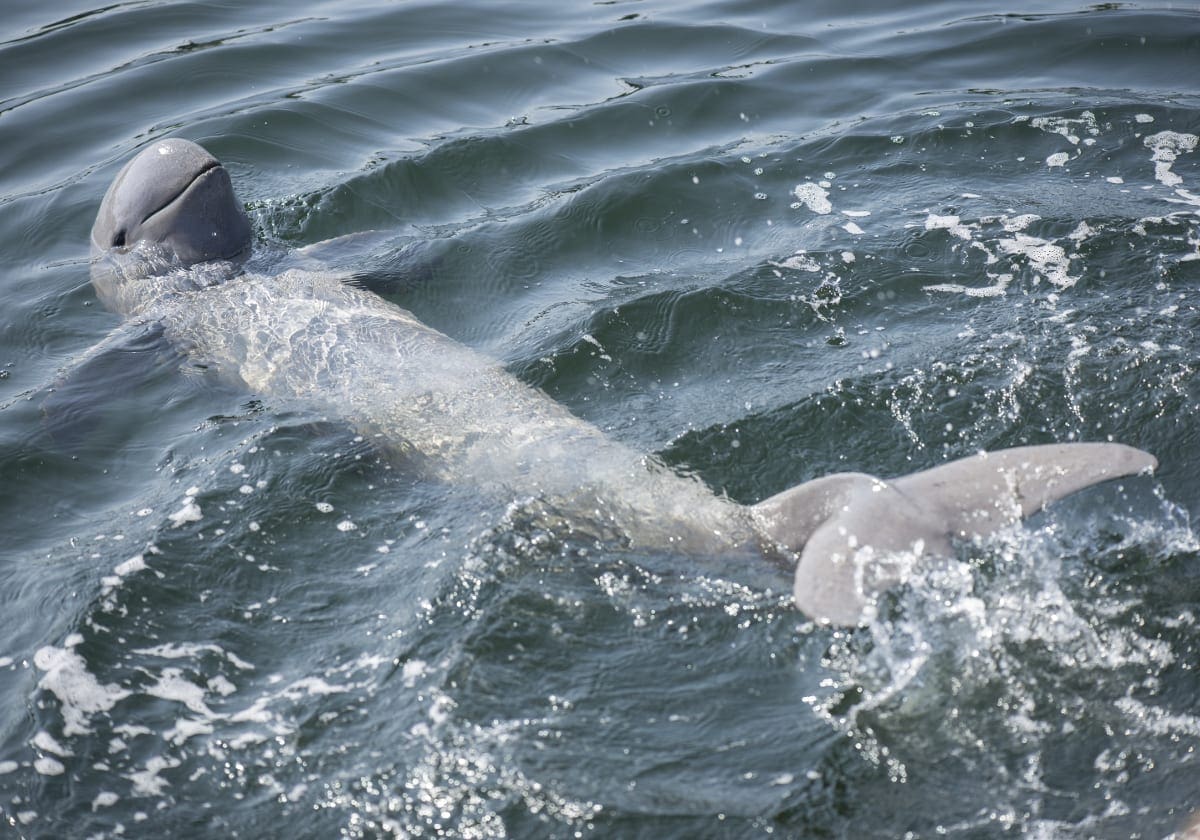 En af de sjove Irrawaddy-delfiner