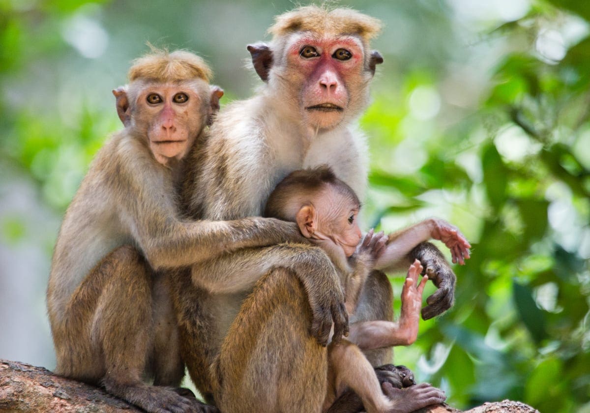 En sød abe familie