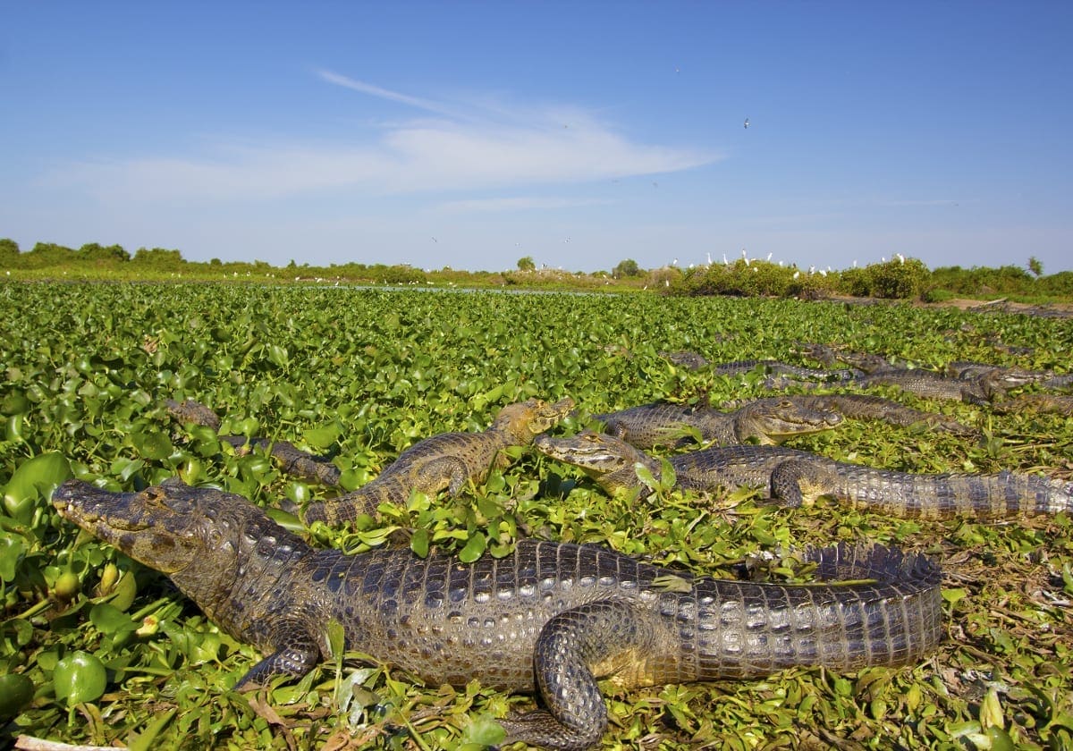 Det vilde dyreliv Det vilde dyreliv