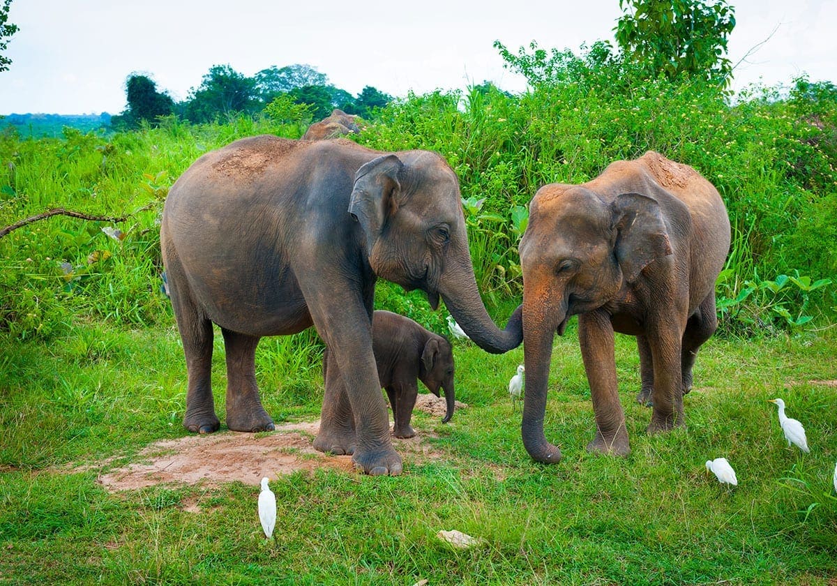Elefanter i Udawalawe