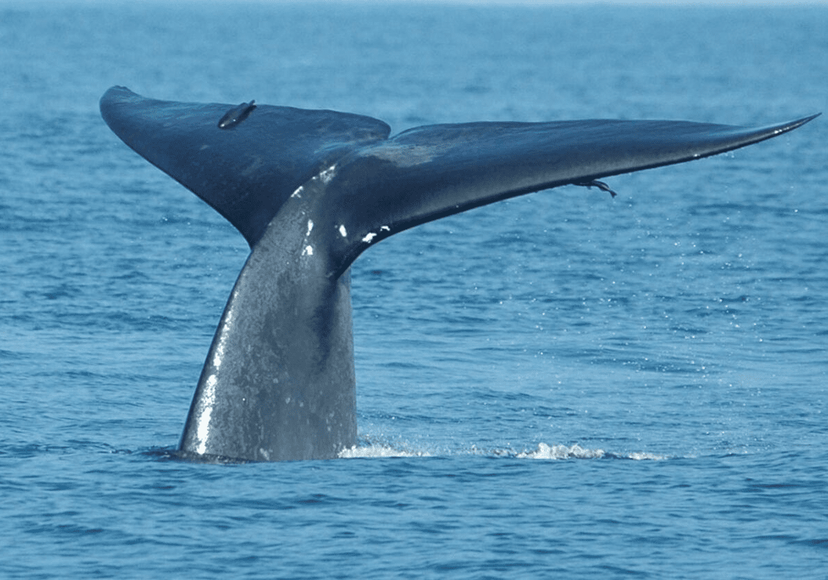 Tag på en udflugt og spejd efter hvaler ved Mirissa