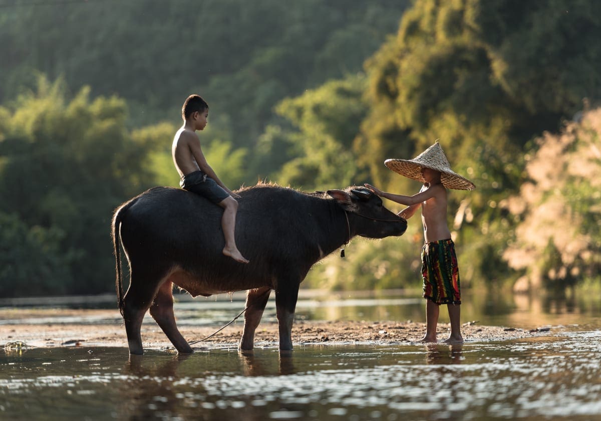Børn og et kvæg ved floden ved Sapa