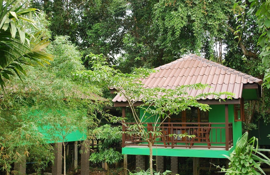 Khao Sok Rainforest