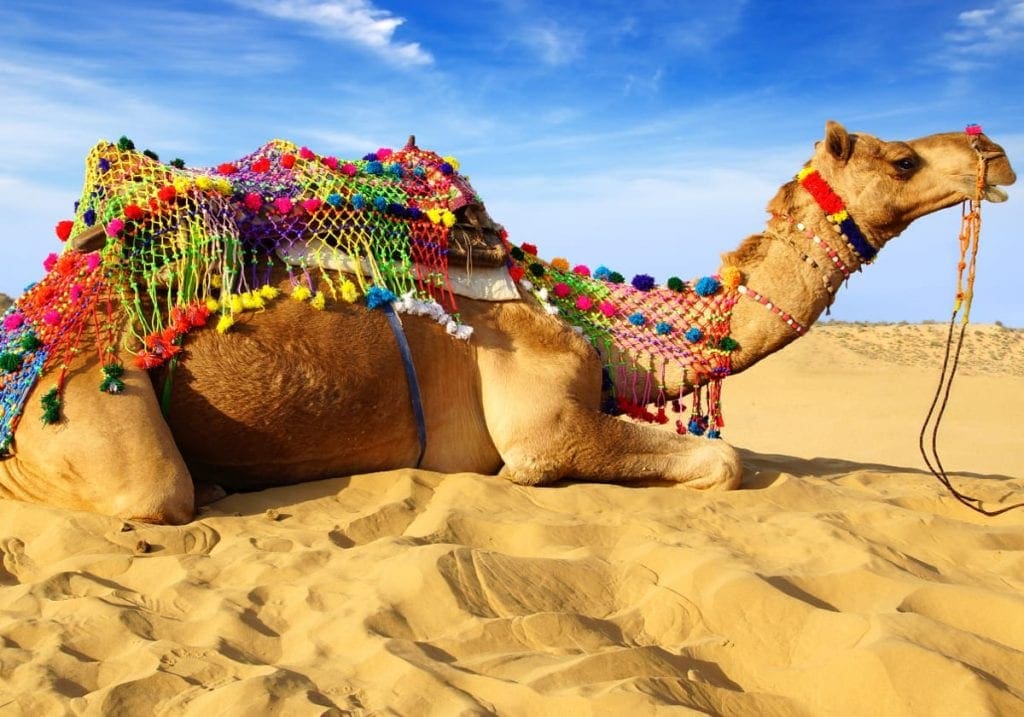 Kamel i Bikaner