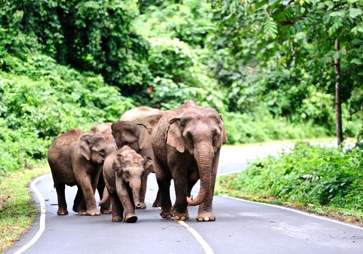 Elefanter på vejen i nationalparken