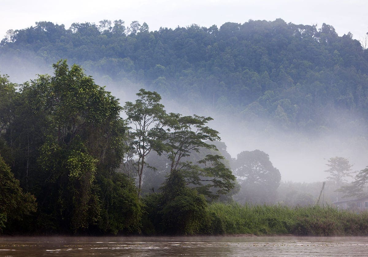 Kinabatangan floden i Sakau Rainforest