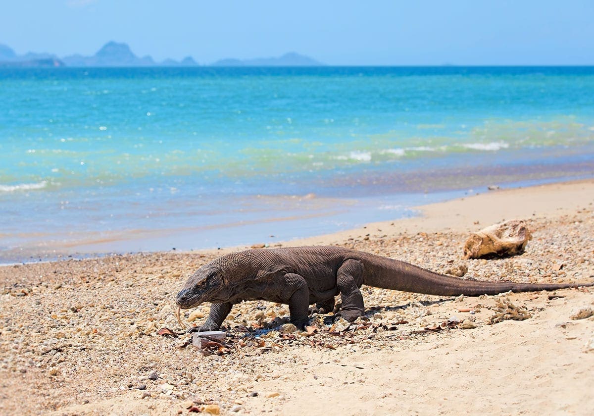 Komodovaran på stranden