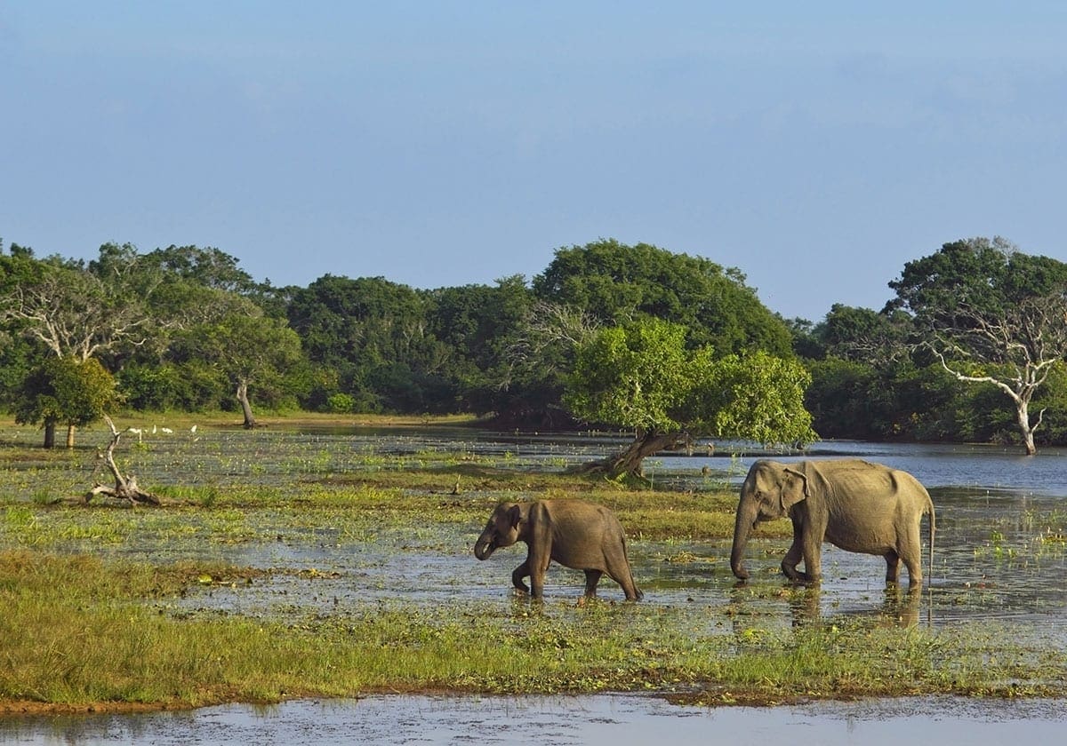 Elefanter i Yala Nationalpark