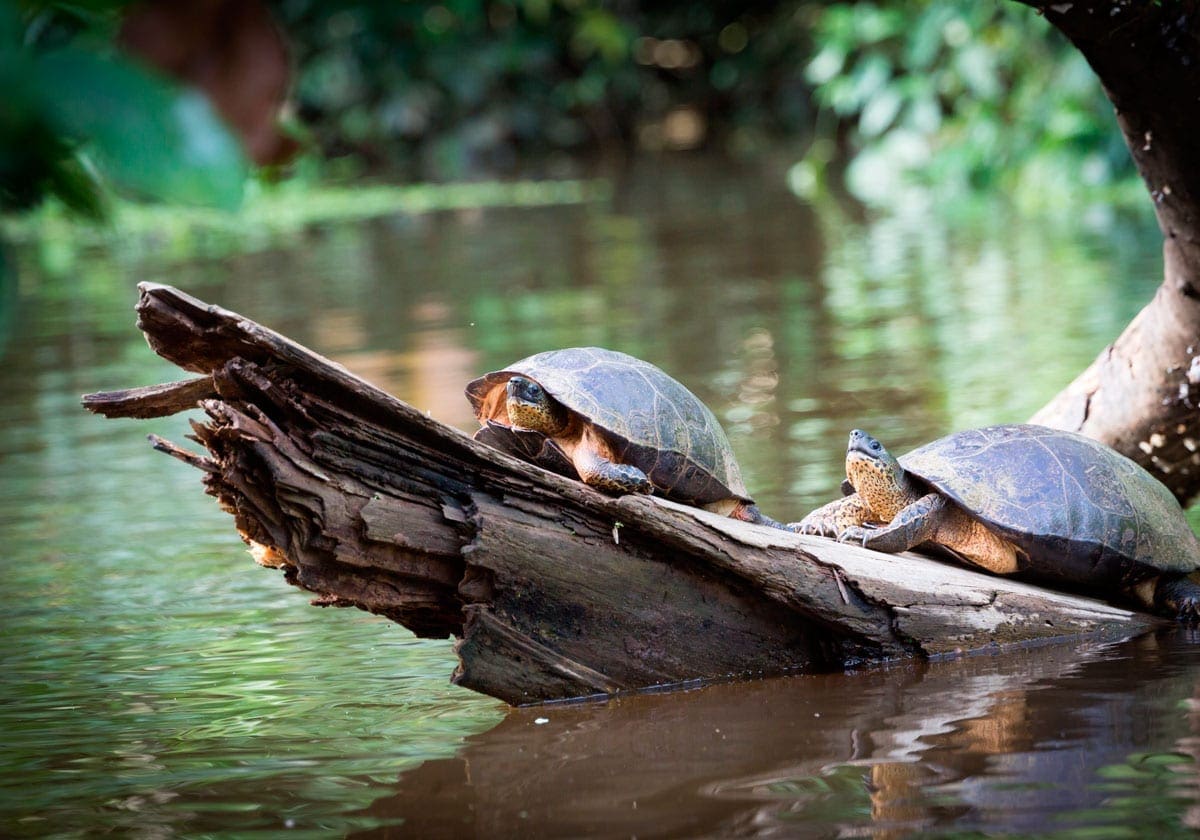 Skildpadder i floden