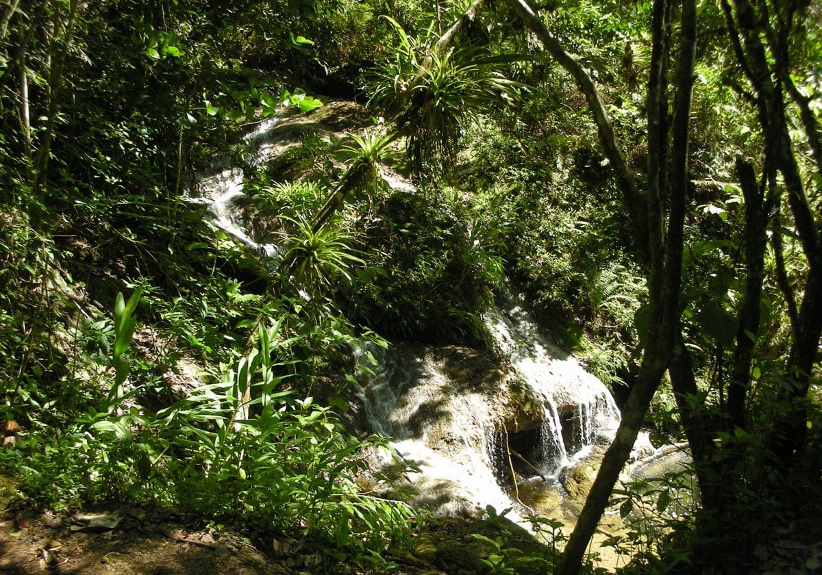 Vandfald i jungleagtig natur