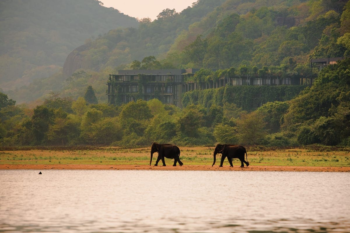 Elefanter spadserer en sjælden gang forbi hotellet
