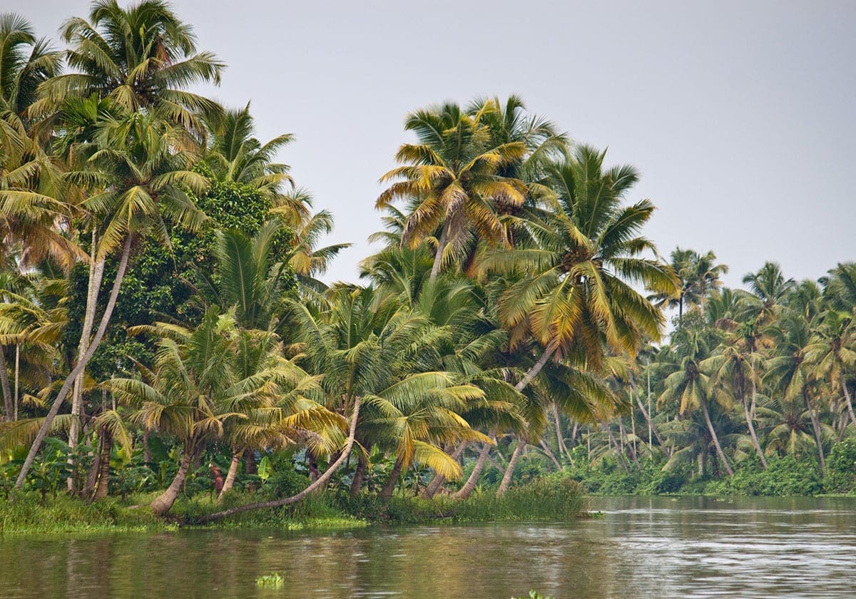Frodig natur i Kerala Backwaters