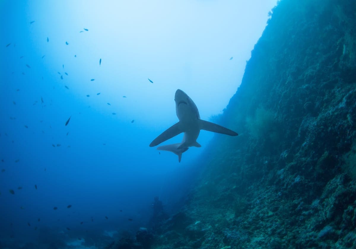 Måske ser du en haj ved Malapascua?