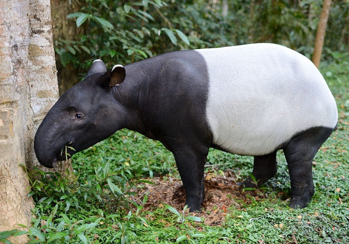 Tapir i Taman Negara Nationalpark