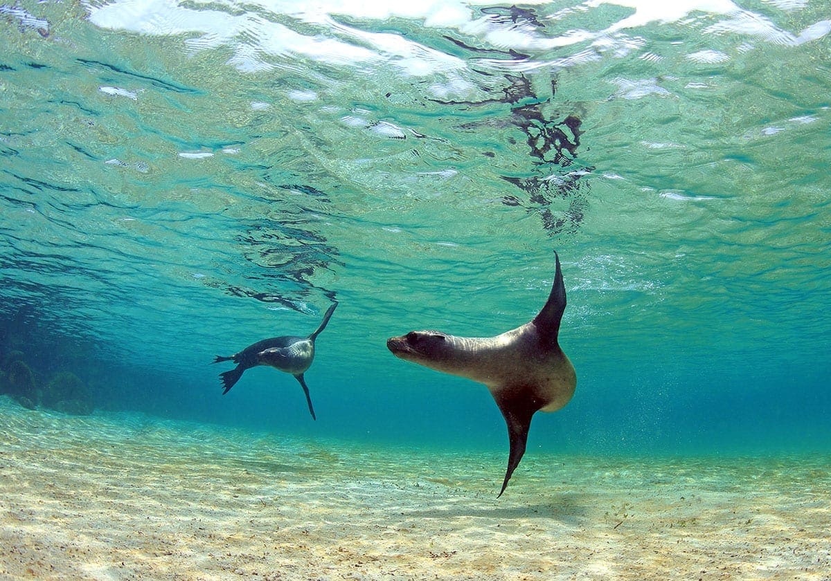 Søløver på Galapagos