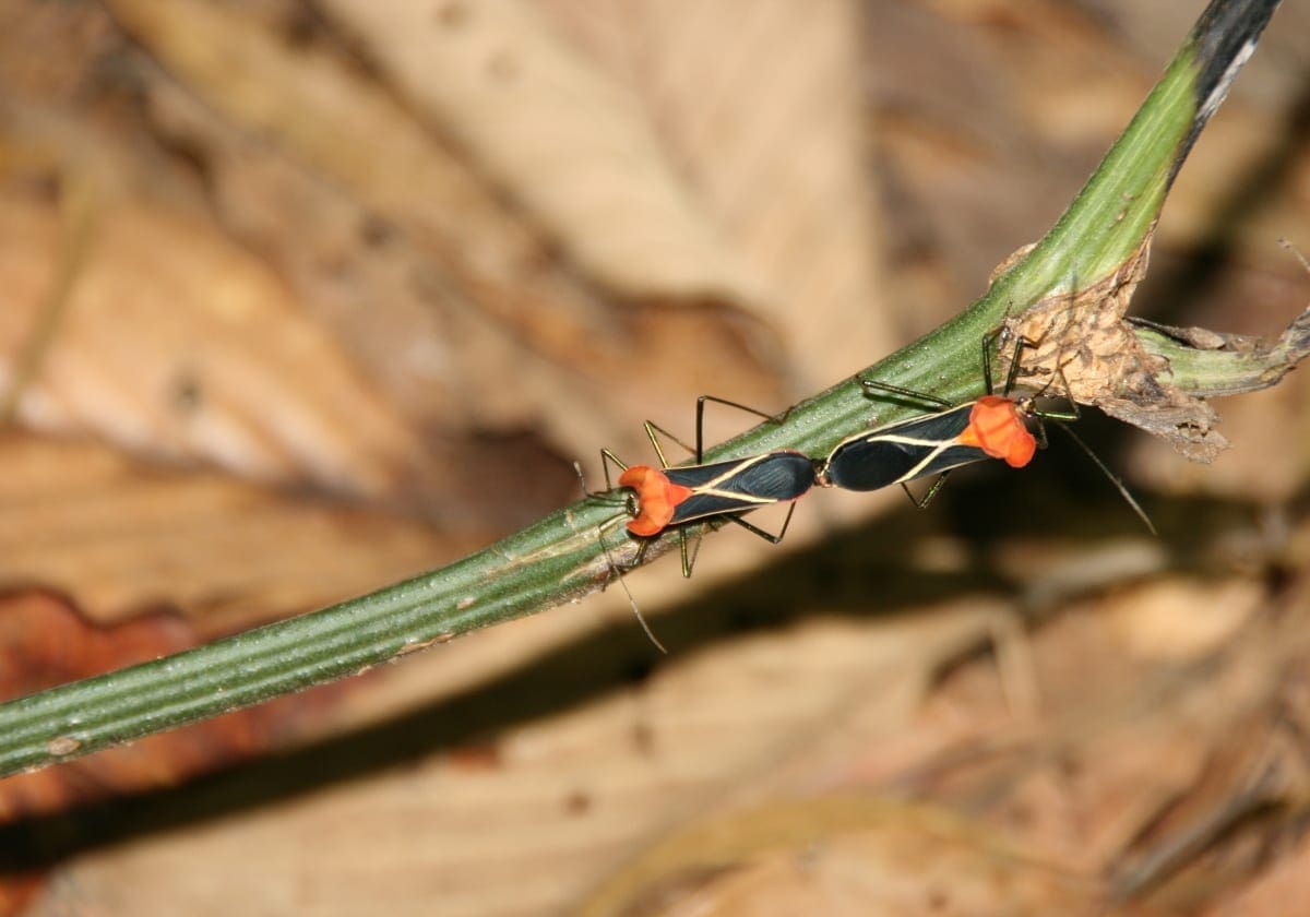 Insekt i Tambopata Nationalreservat