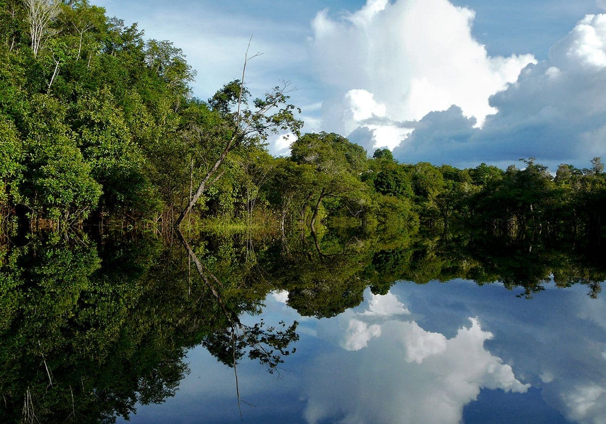 Regnskoven i Amazonas