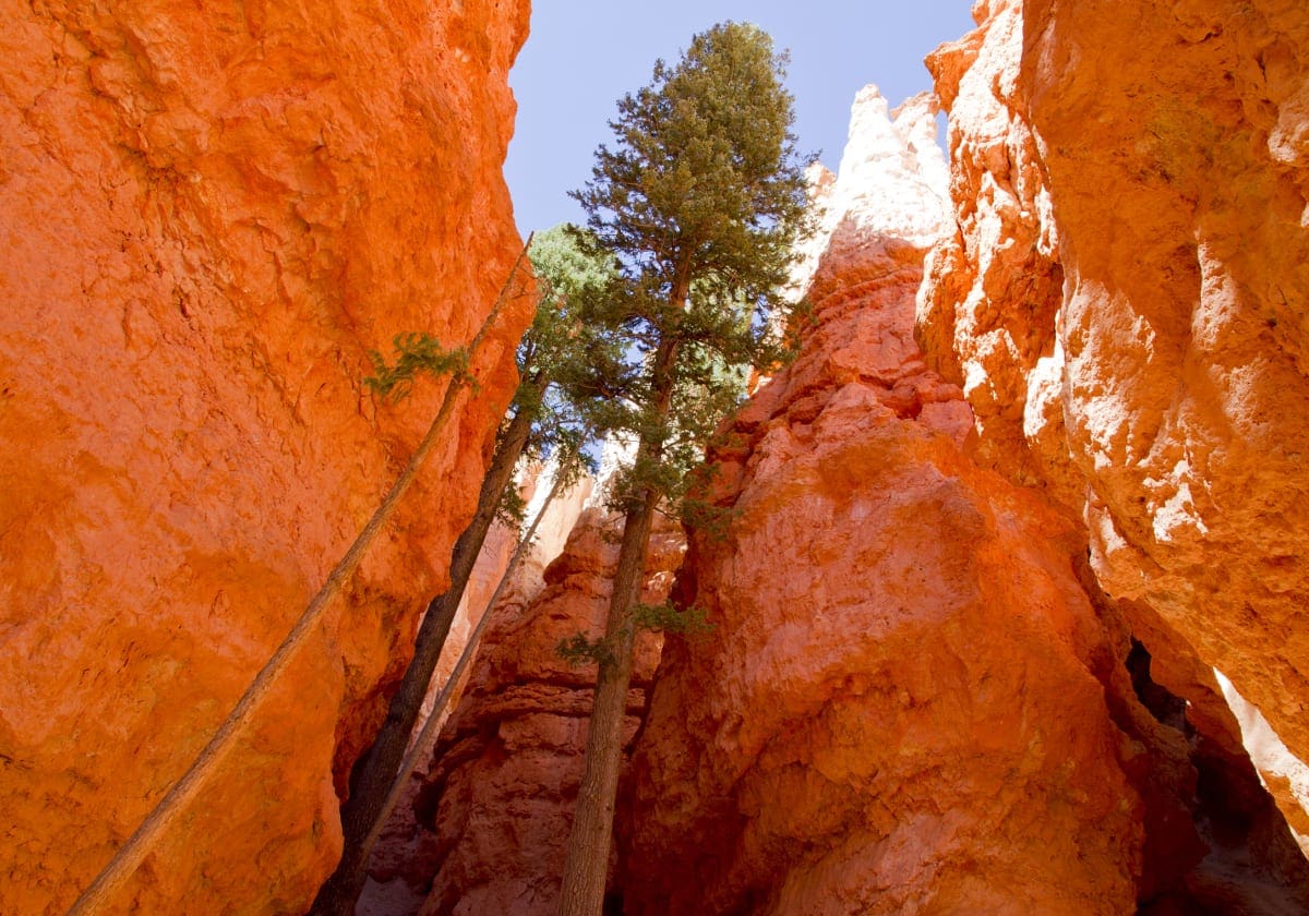 Fantastiske landskaber i Bryce Canyon