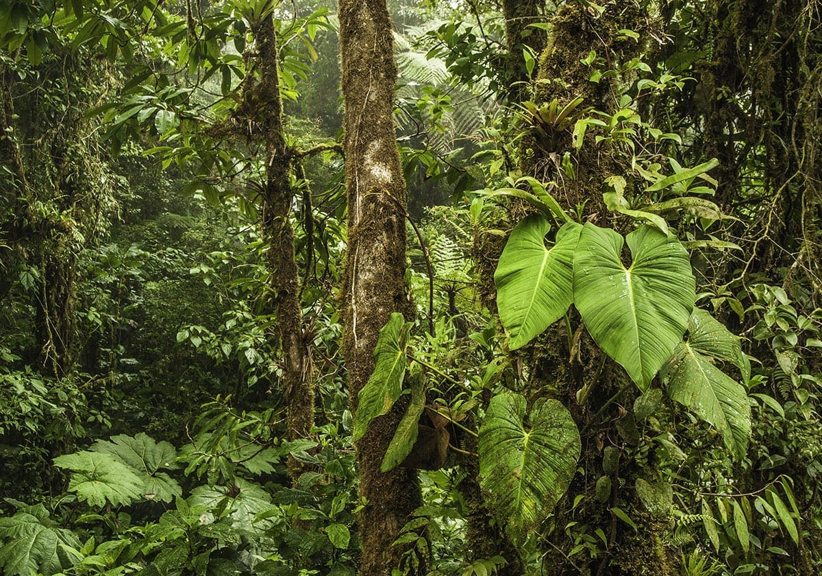TÃ¦t regnskov i Monteverde