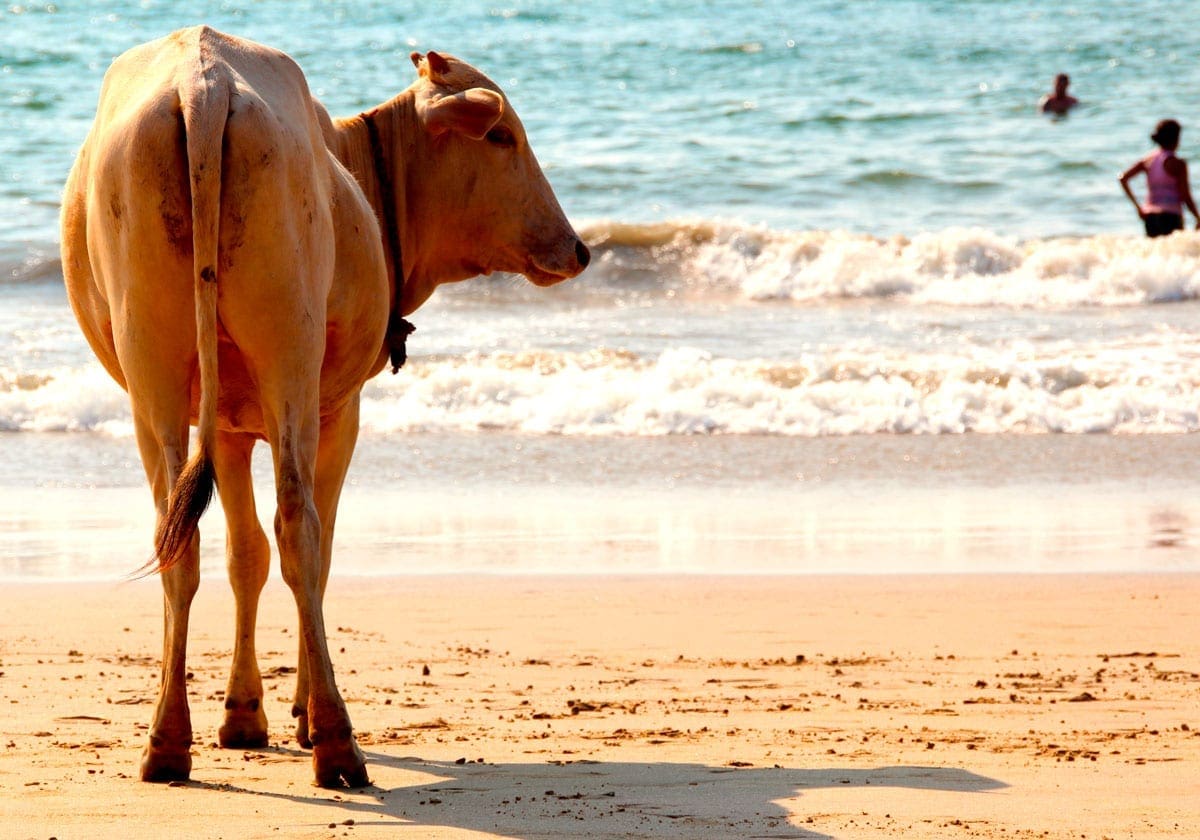 En ko på strand i Goa!