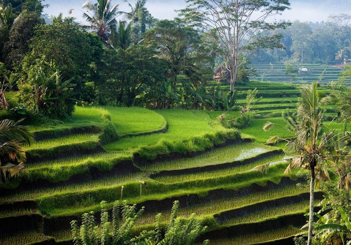 Smukke rismarker pÃ¥ Bali