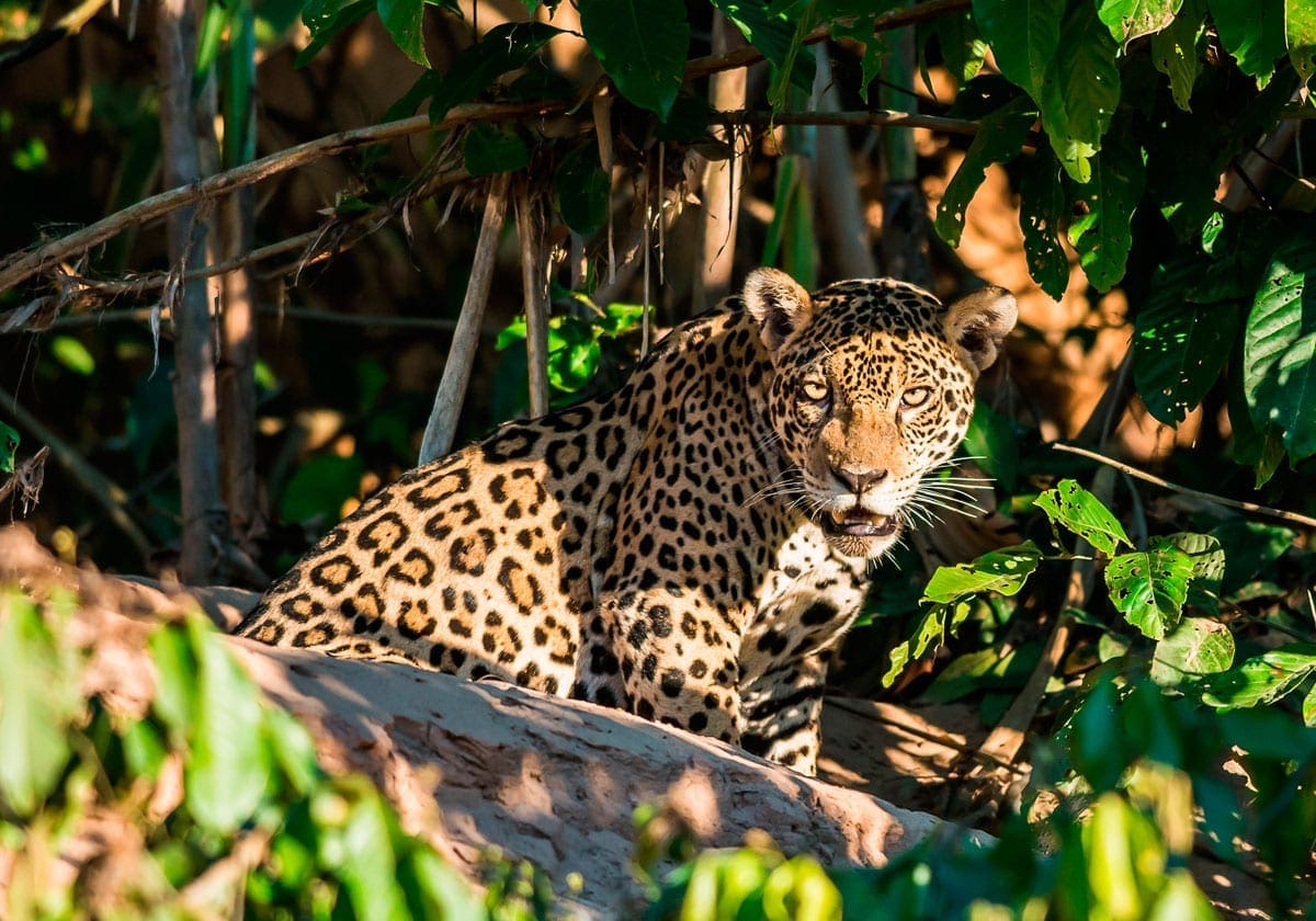 Jaguar i regnskoven