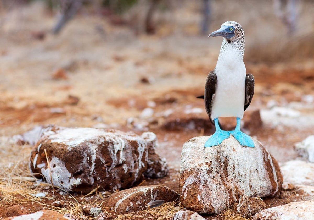 En blåfodet sule En blåfodet sule