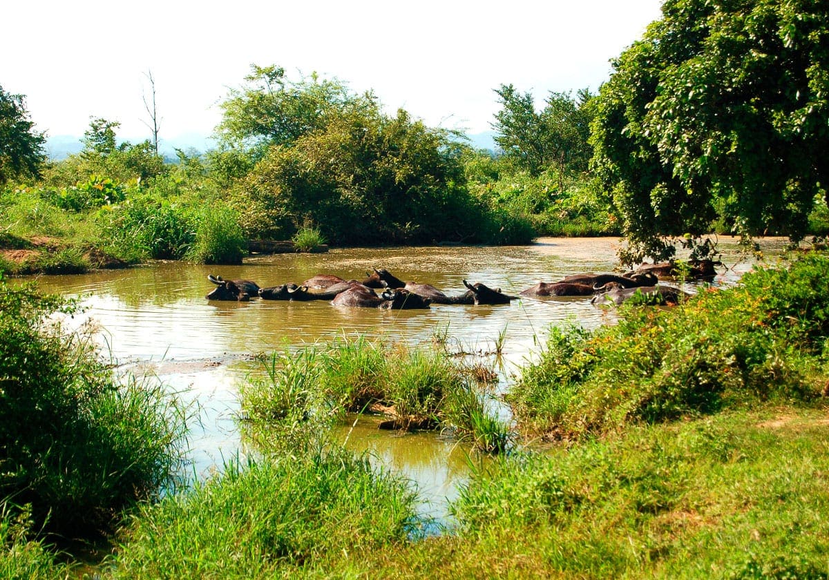 Badende vandbøfler i Udawalawe Nationalpark