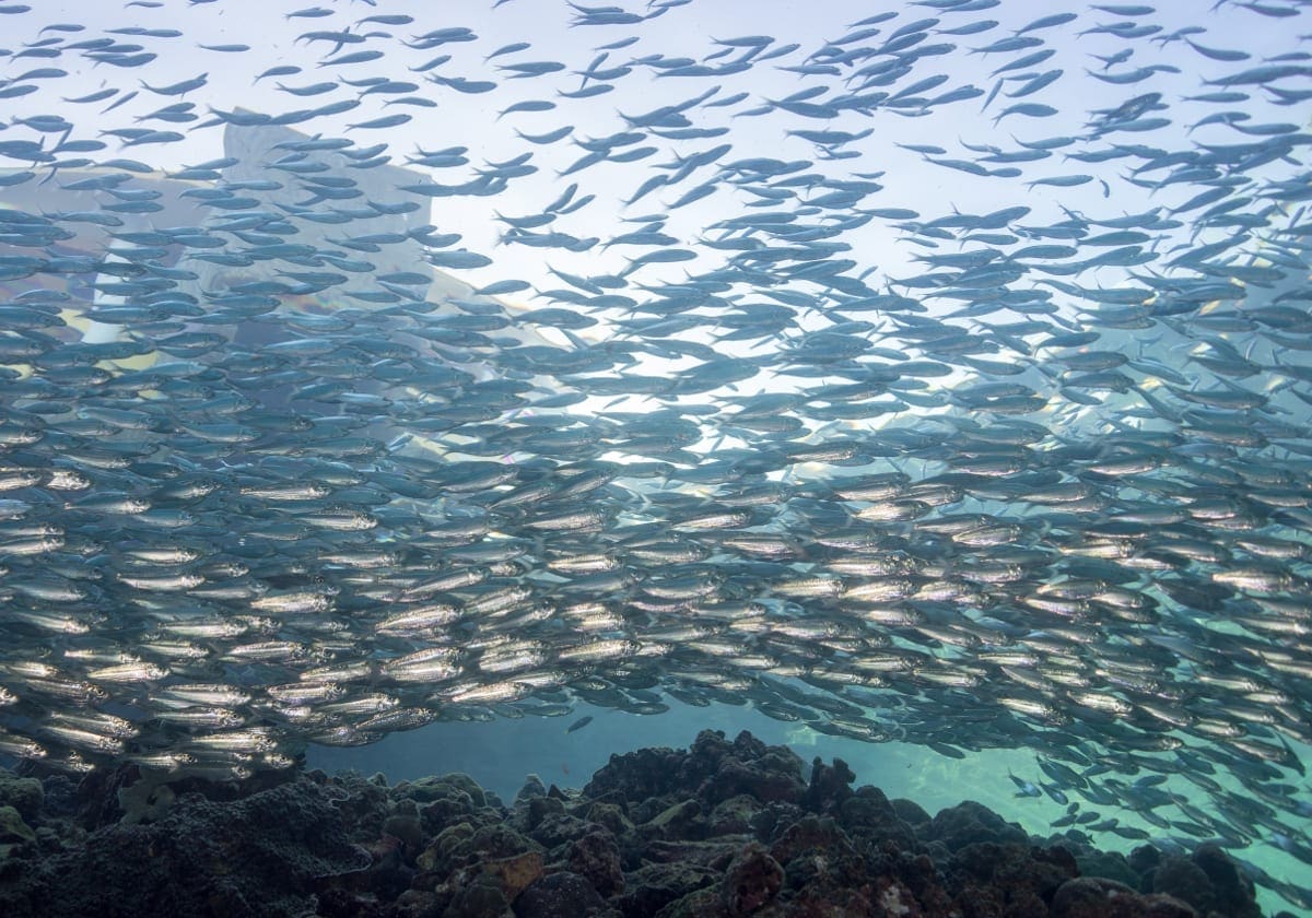 Kæmpe flok af sardiner