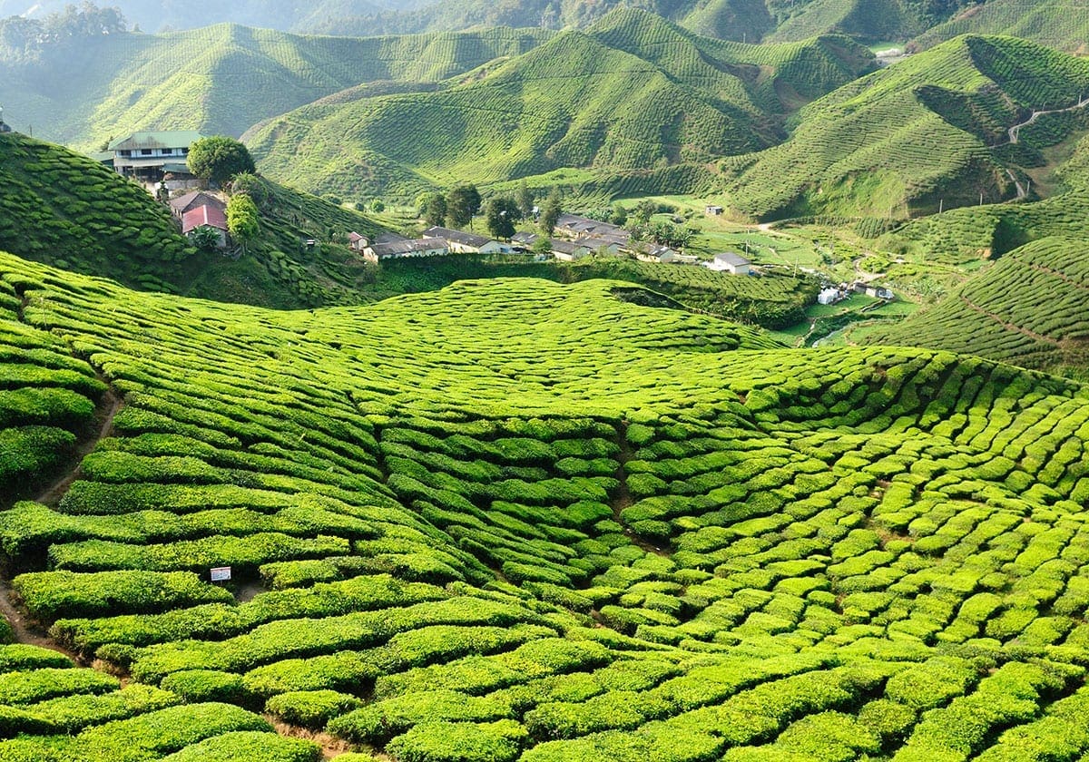 Rejser til Malaysia - Rejser til Cameron Highlands