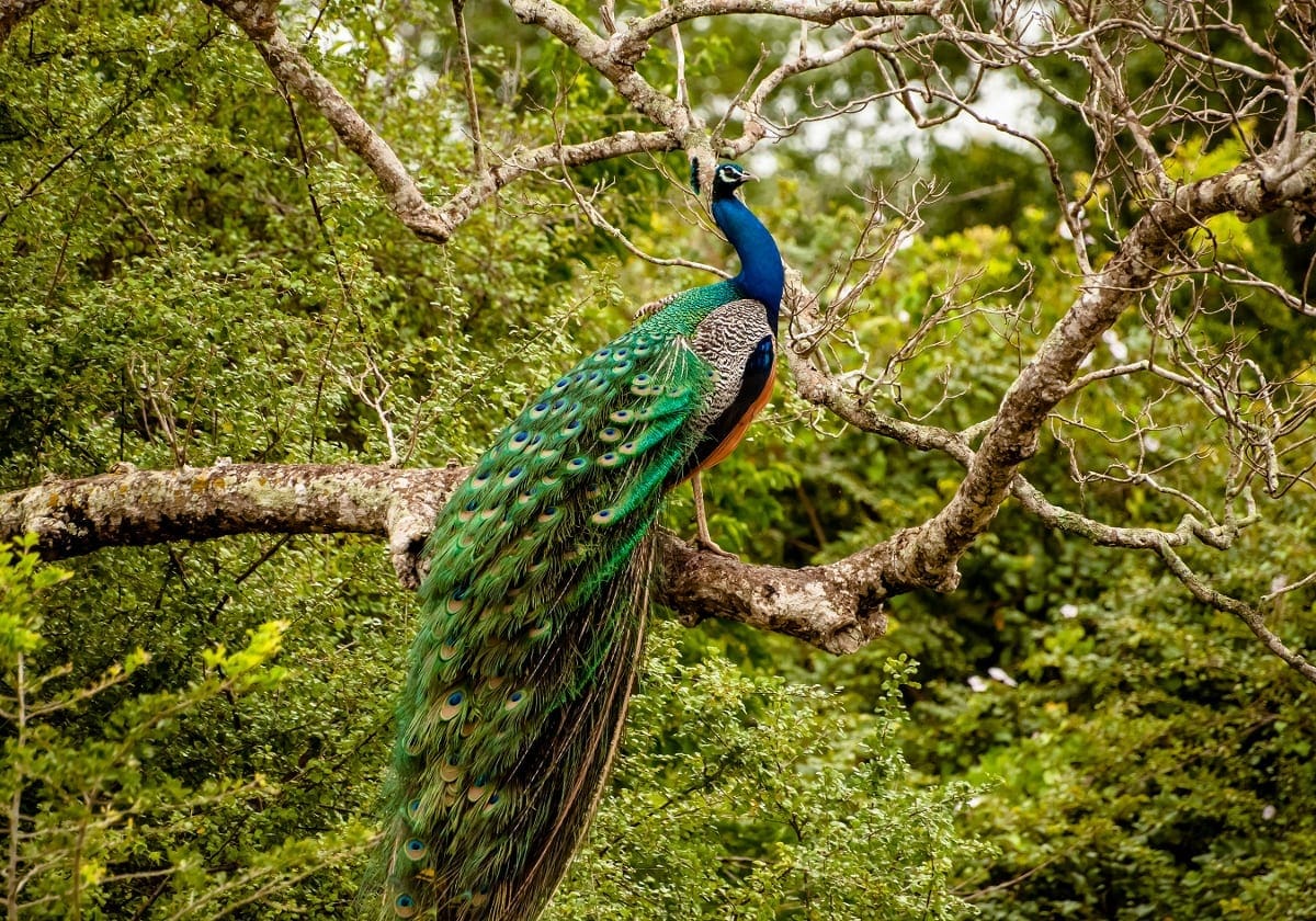 En smuk påfugl i Wilpattu