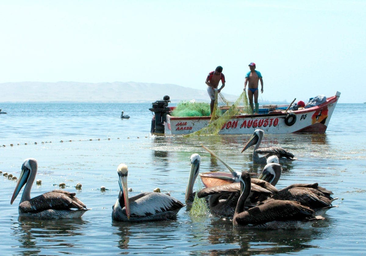 Pelikaner og fiskere i vandet