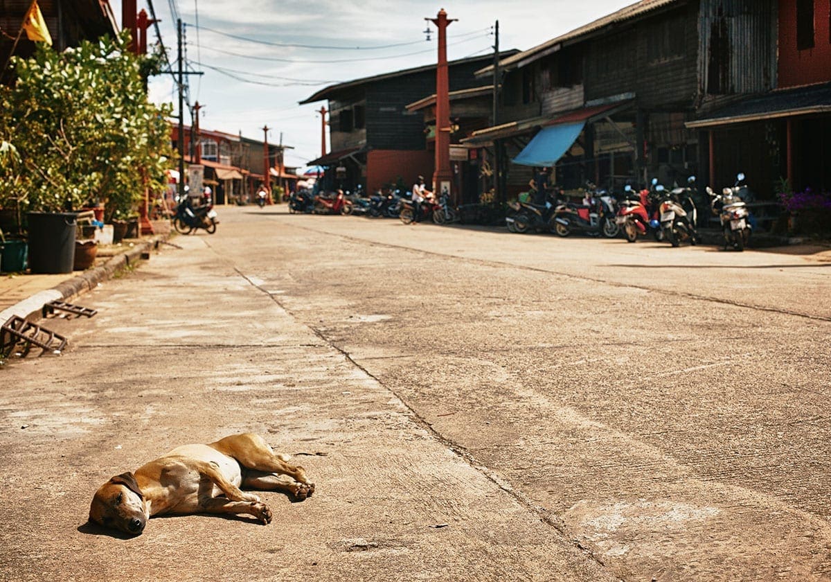En hund hviler sig på gaden