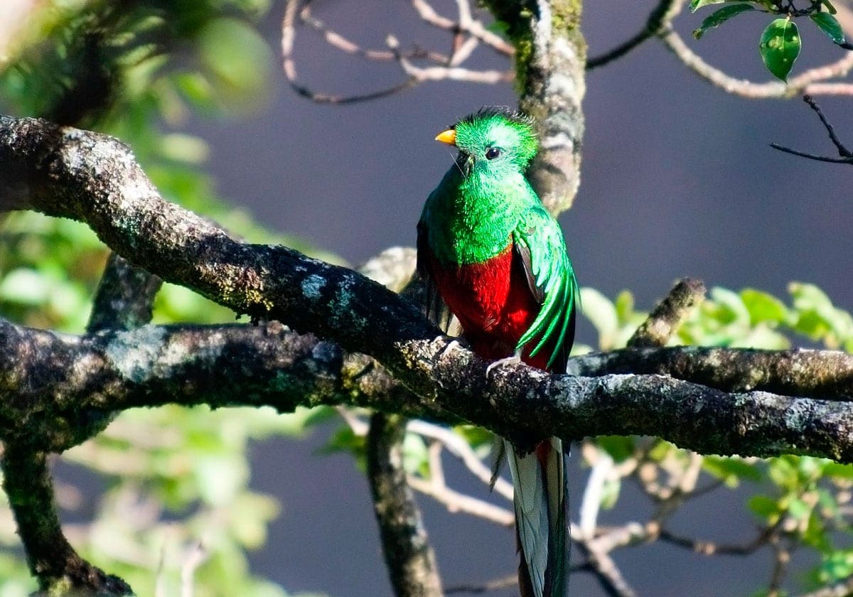 Den farvestrÃ¥lende quetzal