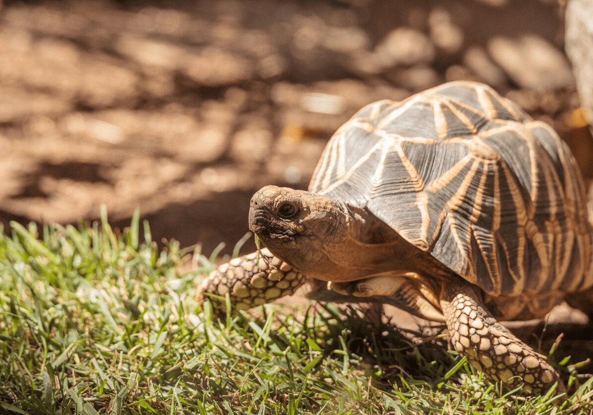 Den burmesiske skildpadde