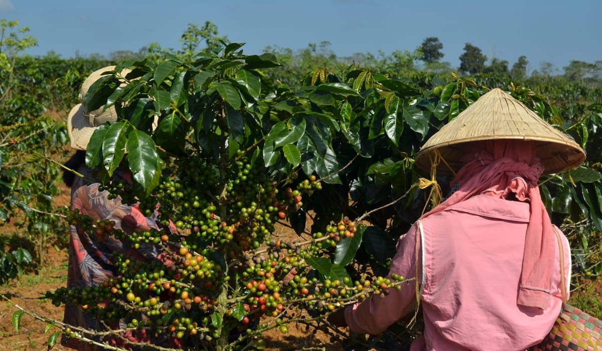 Kaffeplantage Bolaven Plateau