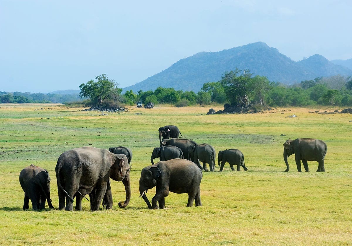 Minneriya Nationalpark