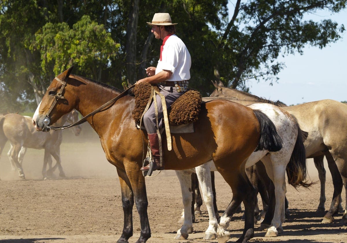 Cowboy og hans heste