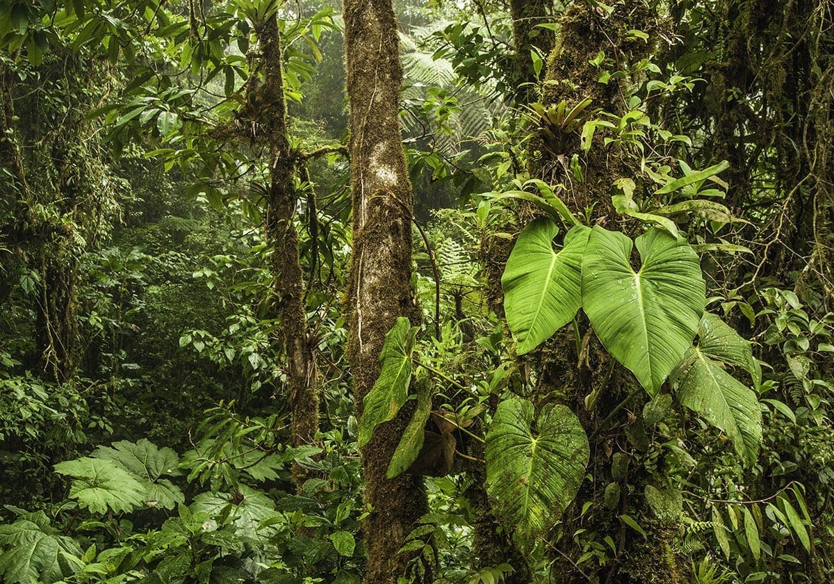Monteverdes jungle