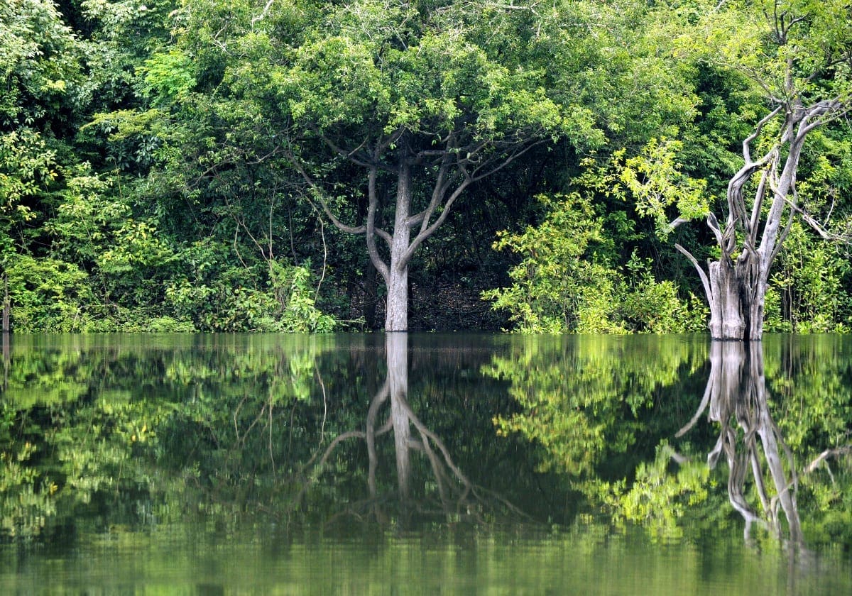 Træer der reflekterer smukt i Amazonfloden Træer der reflekterer smukt i Amazonfloden