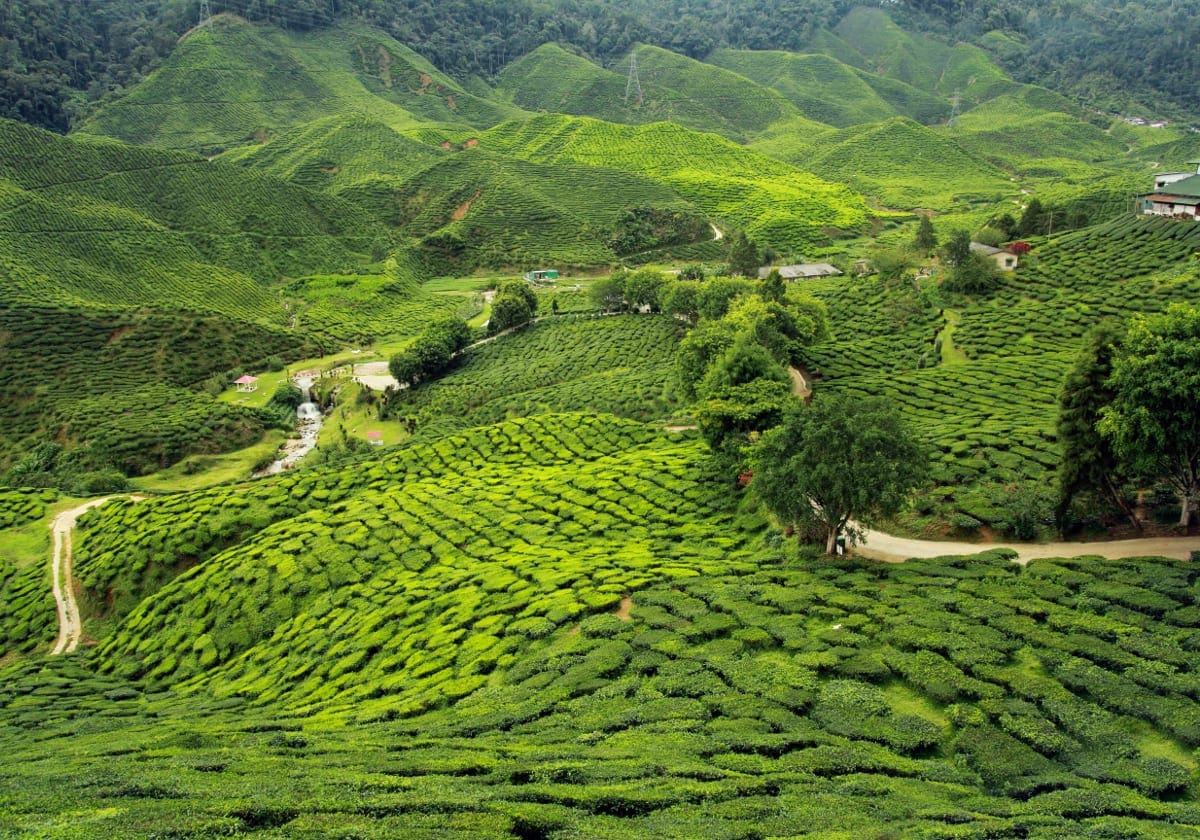 Te, te og atter te ved Darjeeling