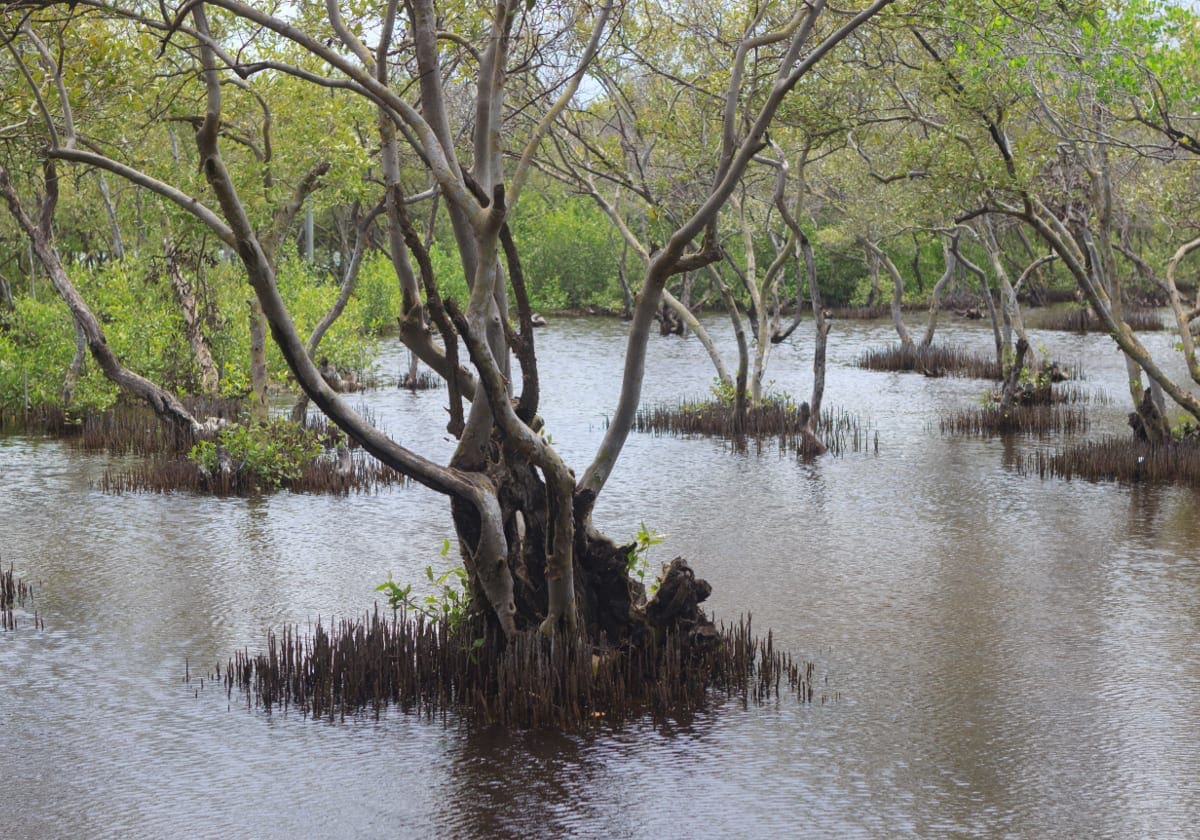Gili Menos mangroveskov