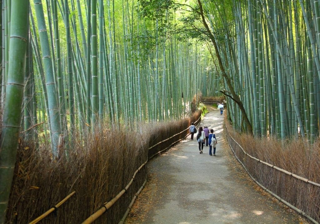 Udforsk bambusskoven