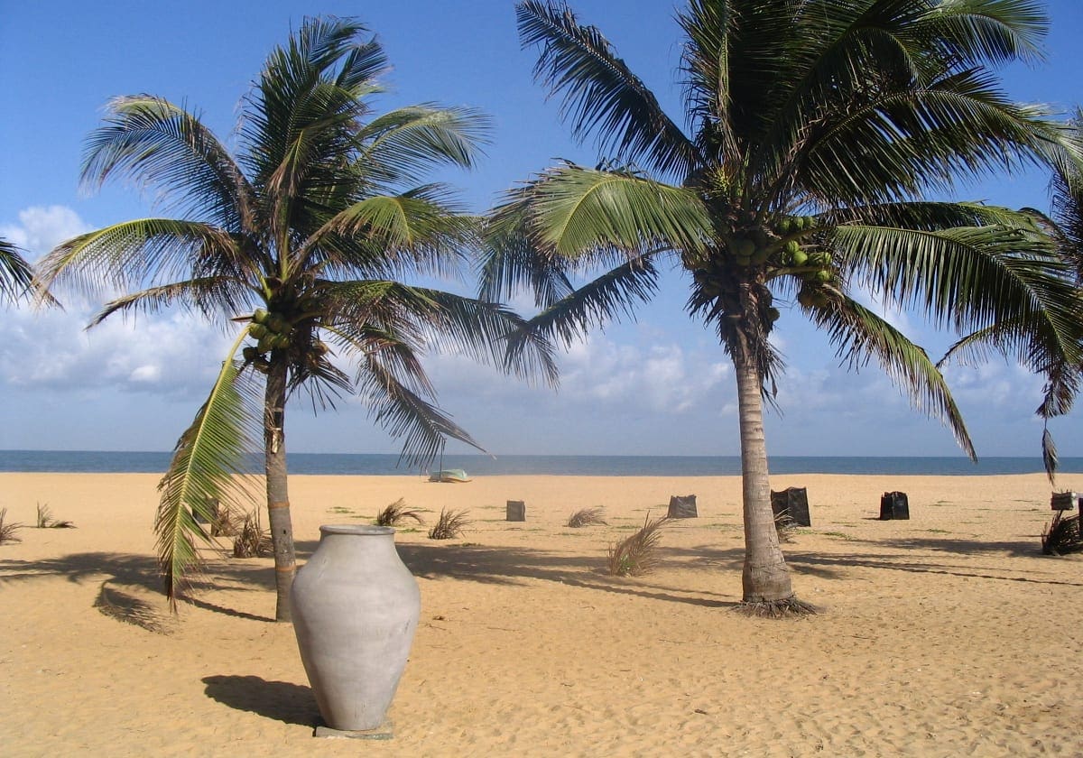 Palmer og strand i Negombo