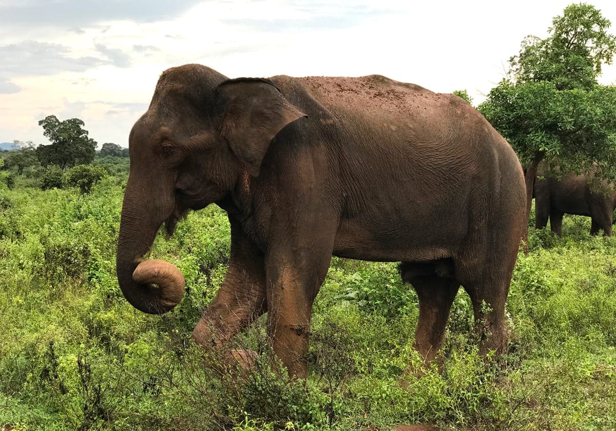 Elefant i Udawalawe