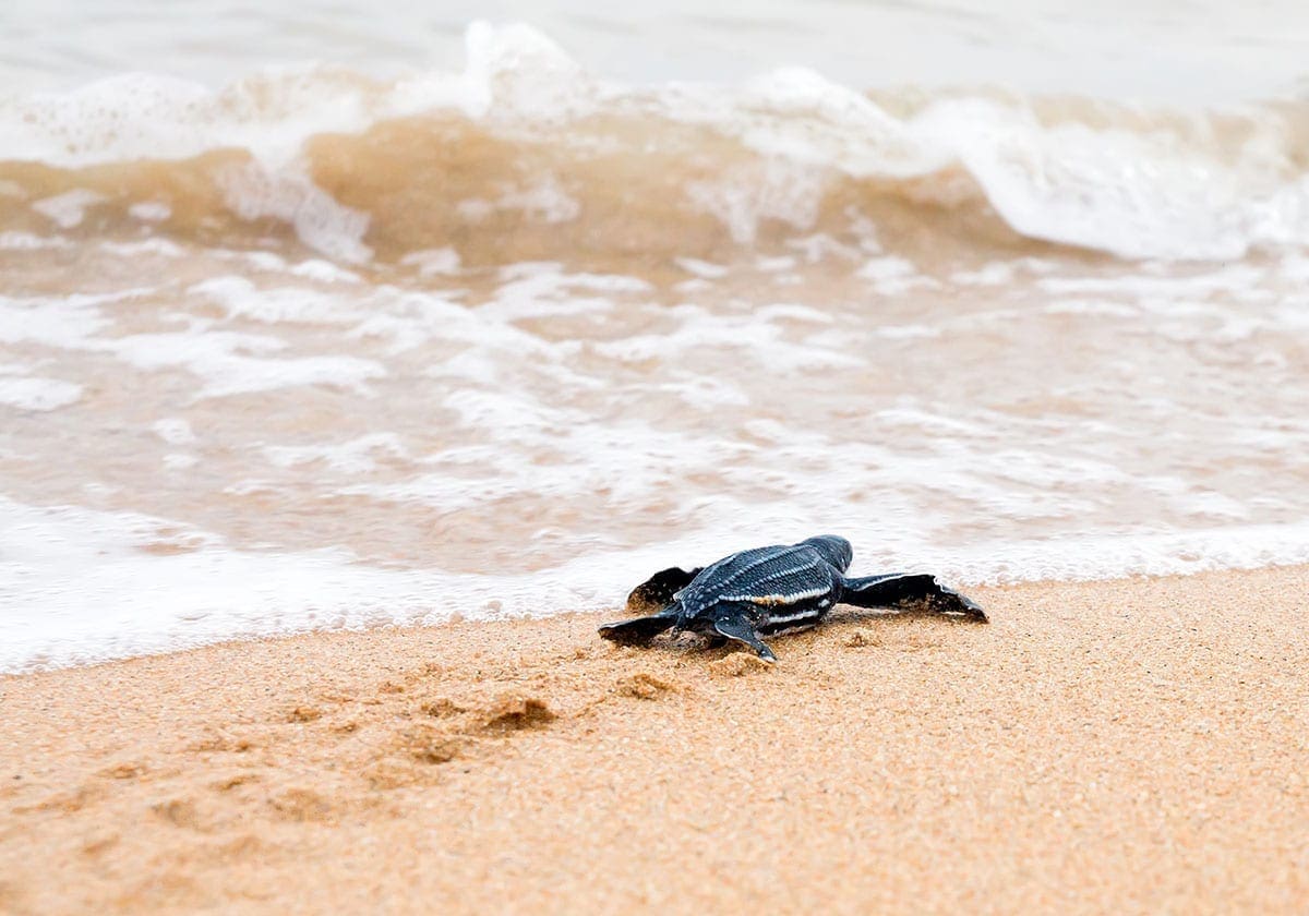 En havskildpaddeunge på vej til havs