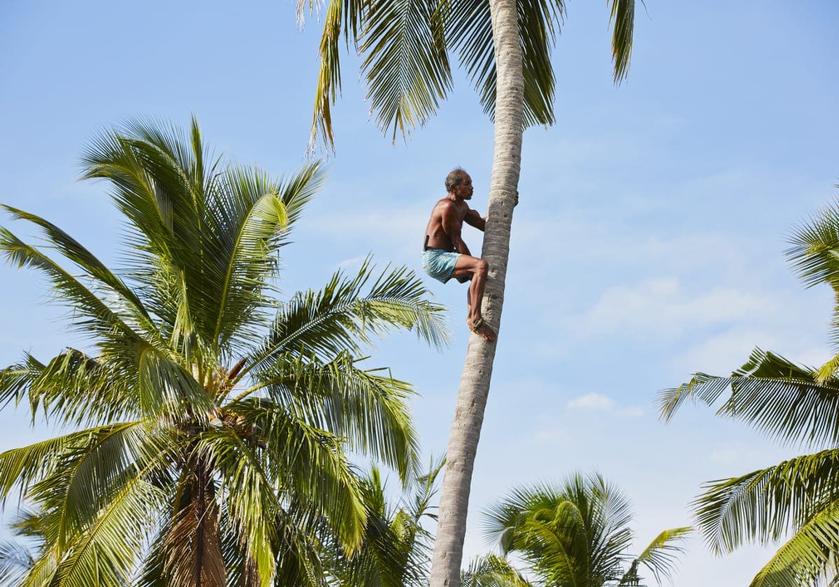 En kokosnødeplukker i palmerne