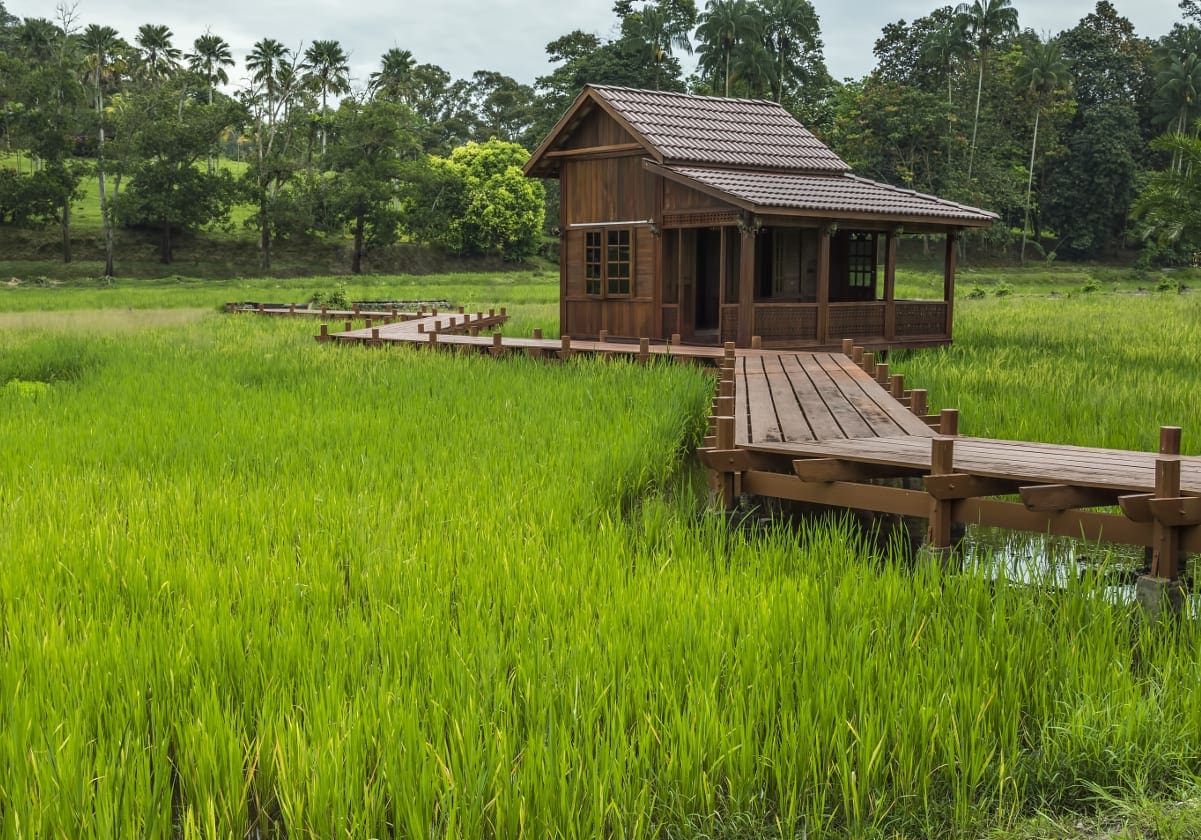Et hus midt i de grønne rismarker