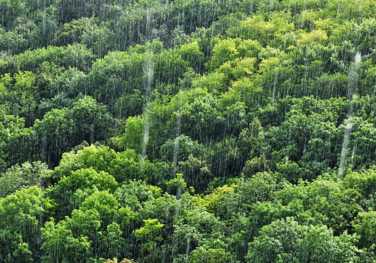 Den grønne regnskov i regn!