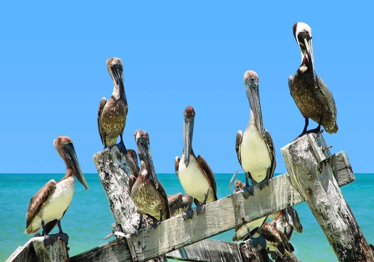 Pelikaner på Isla Holbox